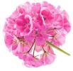 Geranium Essential Oil Soap Loaf - 2kg